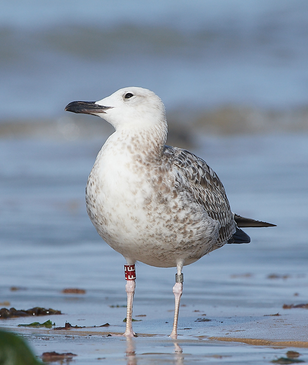 CromerCaspianGull090921-14