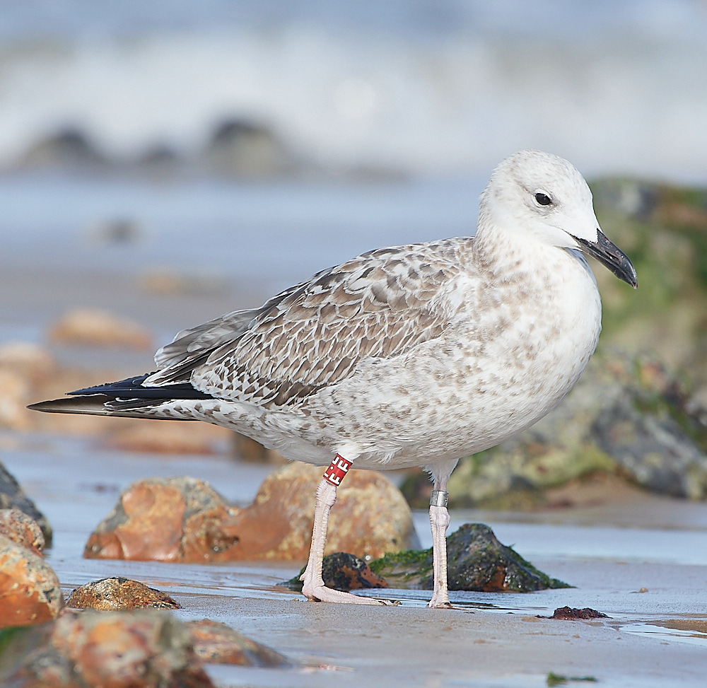 CromerCaspianGull090921-15