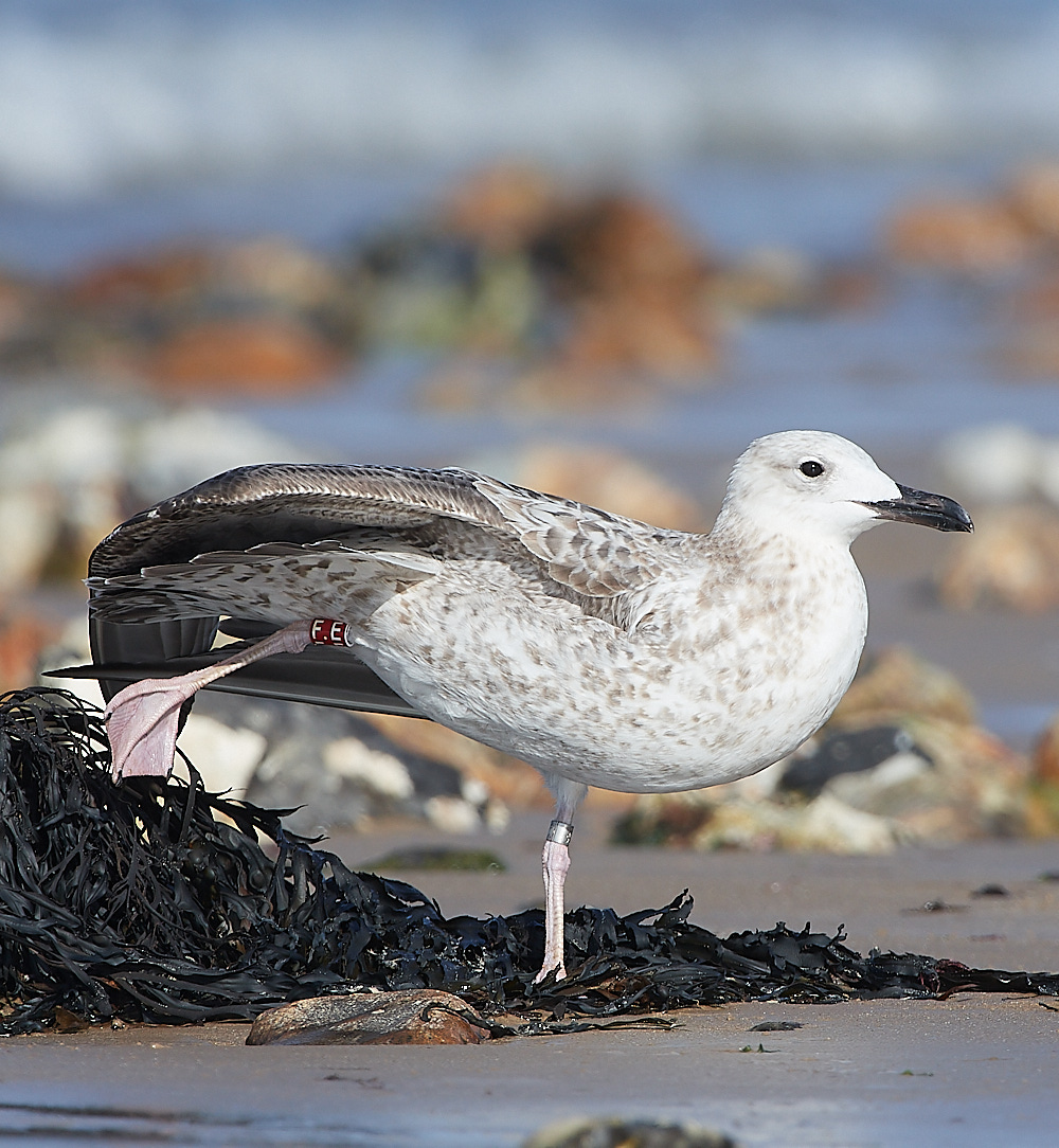 CromerCaspianGull090921-18