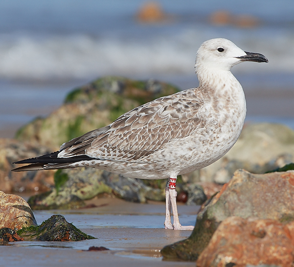 CromerCaspianGull090921-19