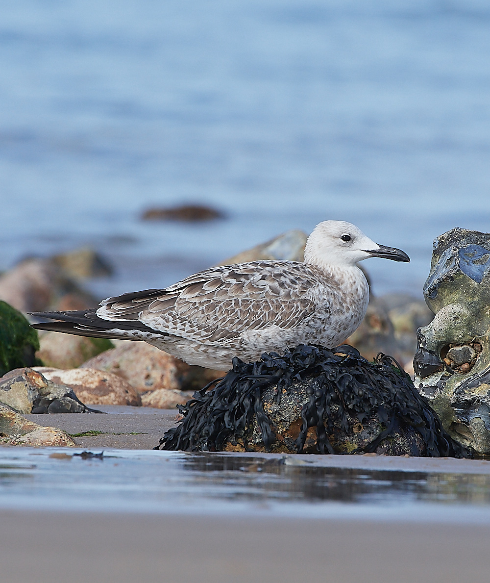 CromerCaspianGull090921-2