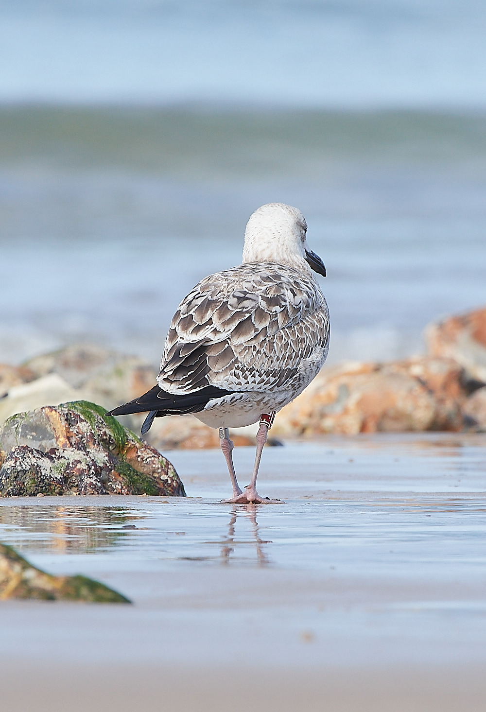 CromerCaspianGull090921-3