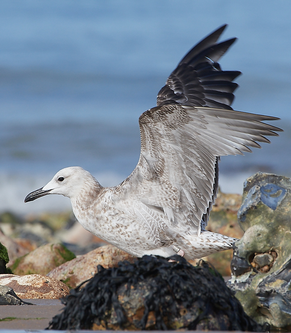 CromerCaspianGull090921-5