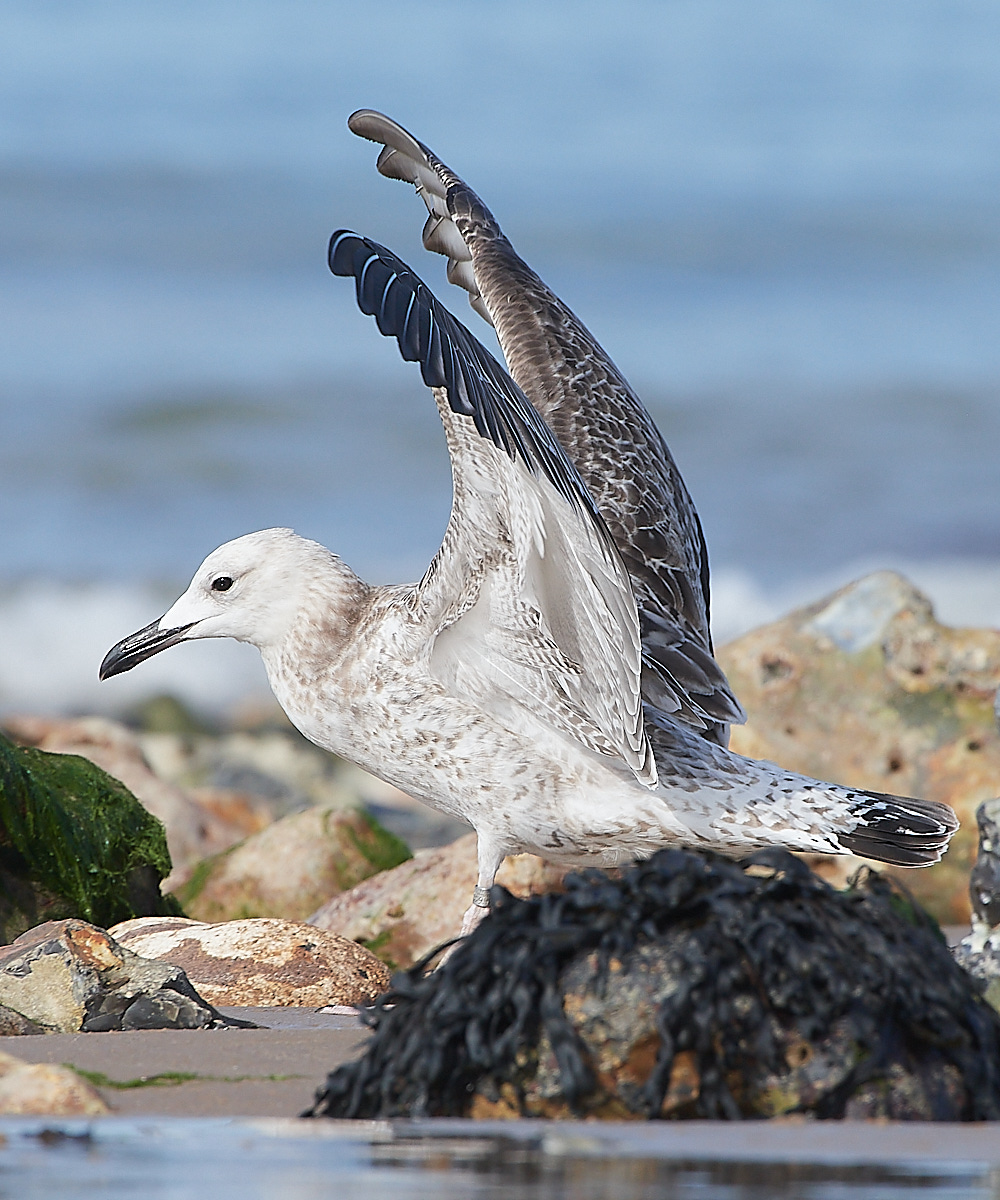 CromerCaspianGull090921-6