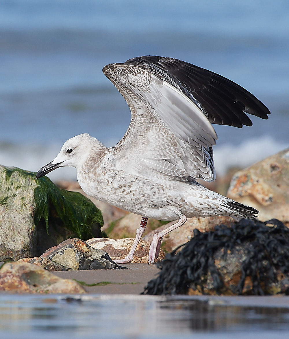 CromerCaspianGull090921-7