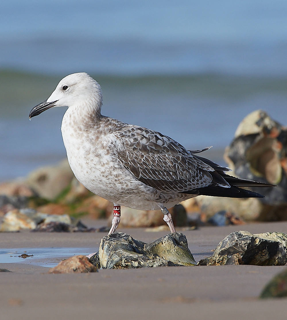 CromerCaspianGull090921-9