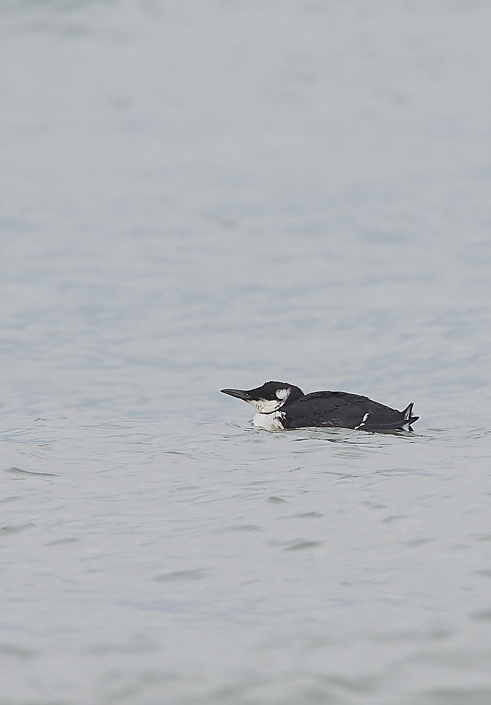 CromerGuillemot250921-1