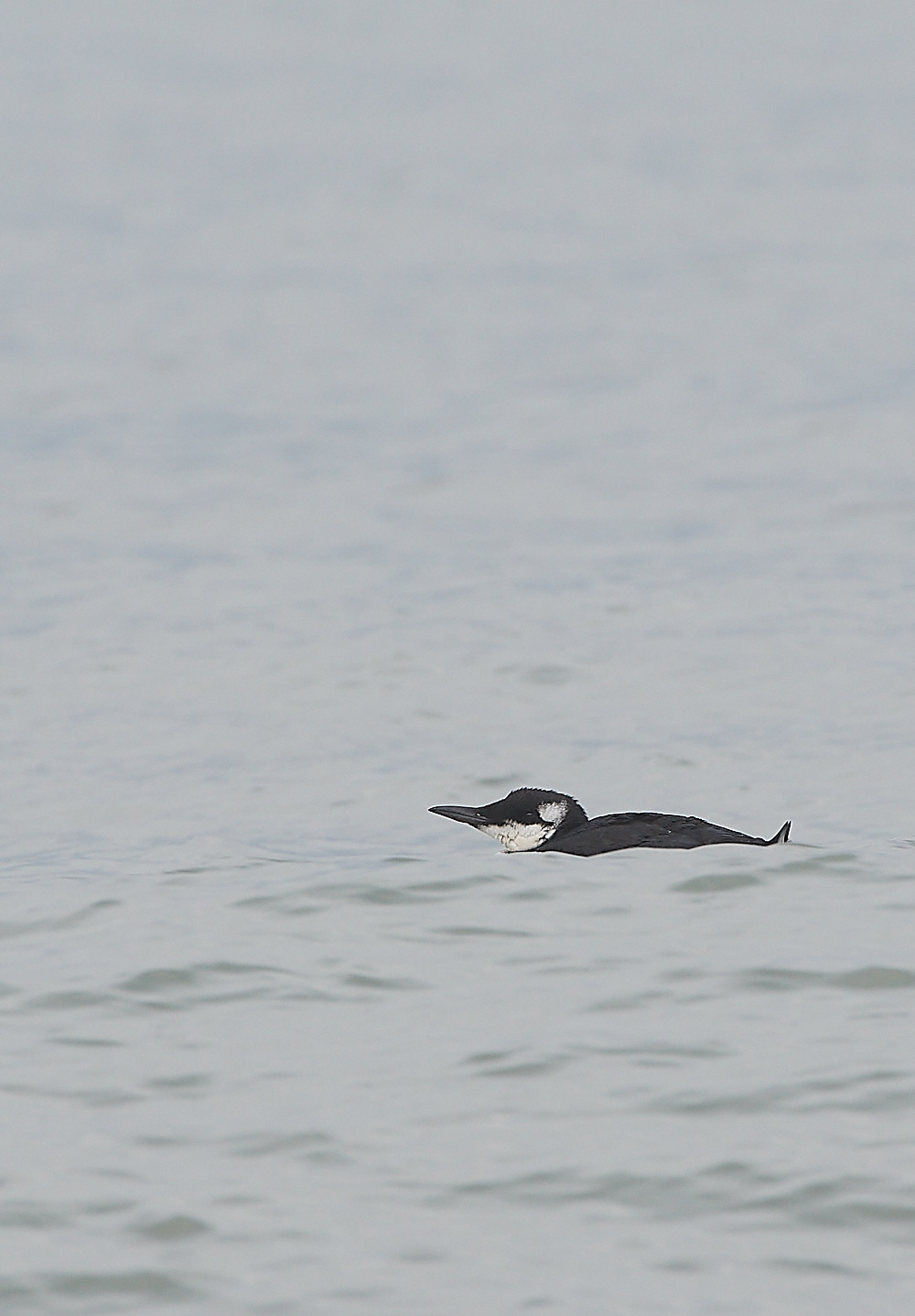 CromerGuillemot250921-2