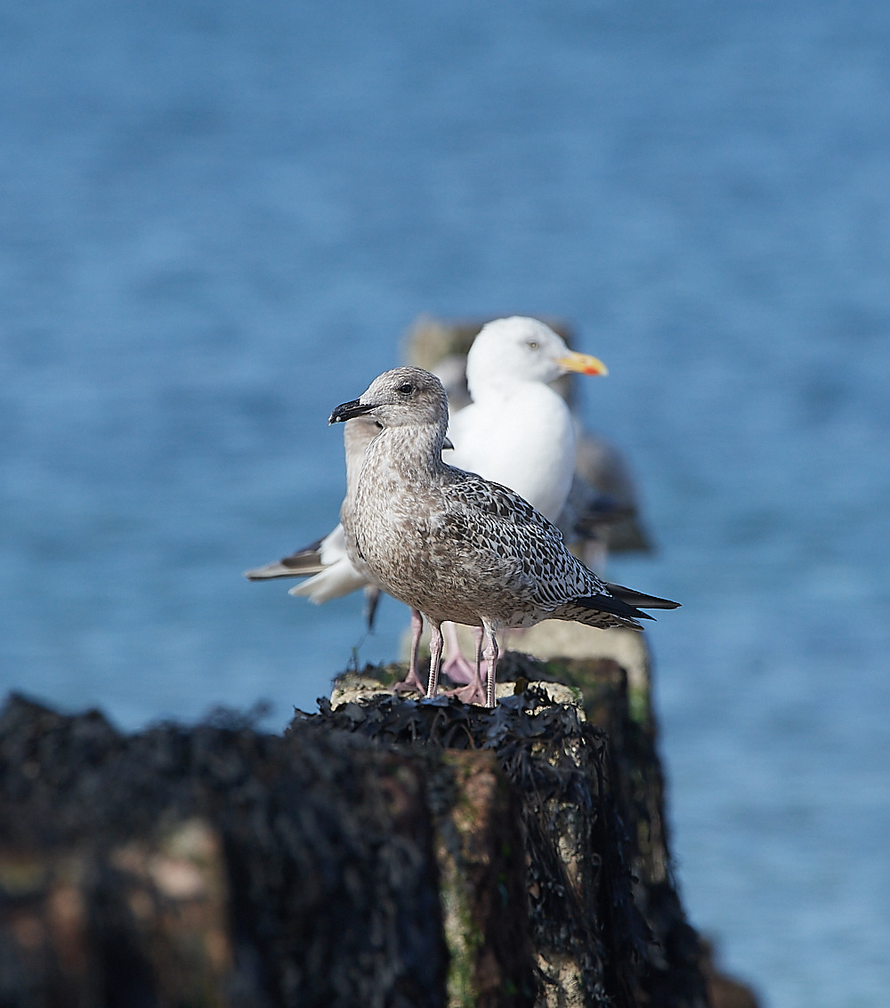 CromerHerringGull090921-1