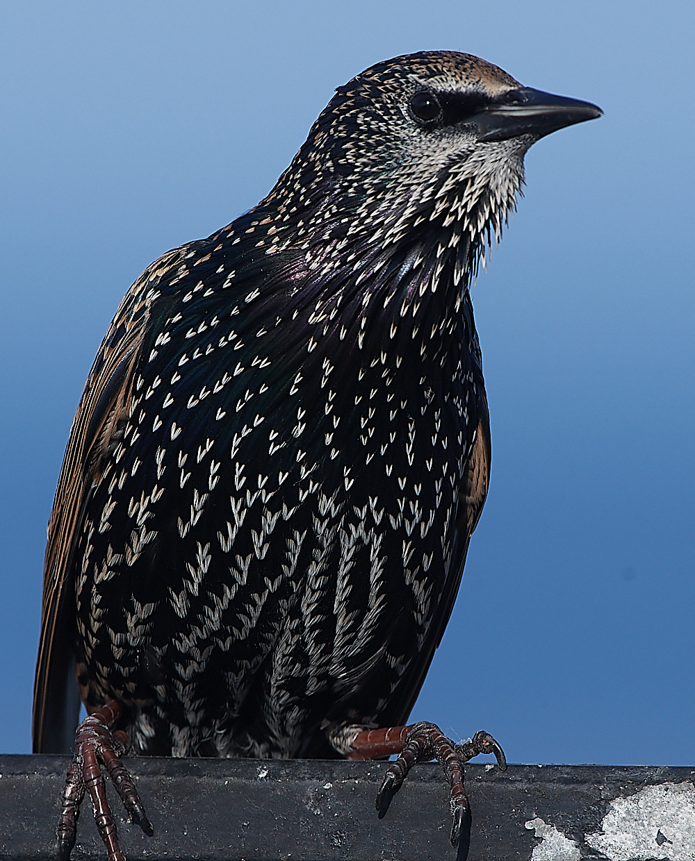 CromerStarling090921-1