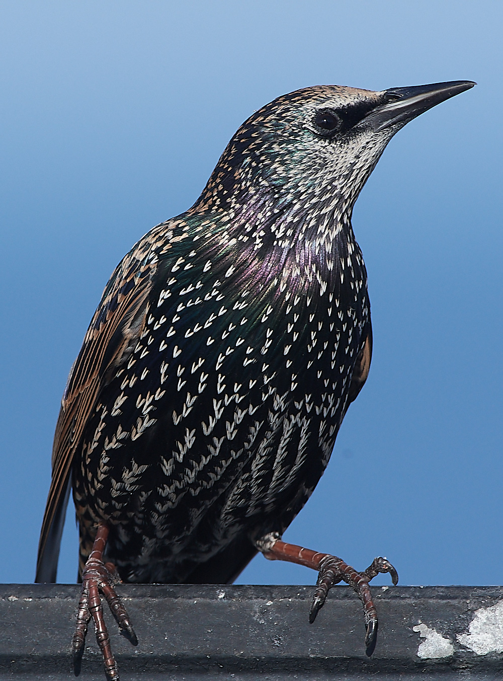 CromerStarling090921-2