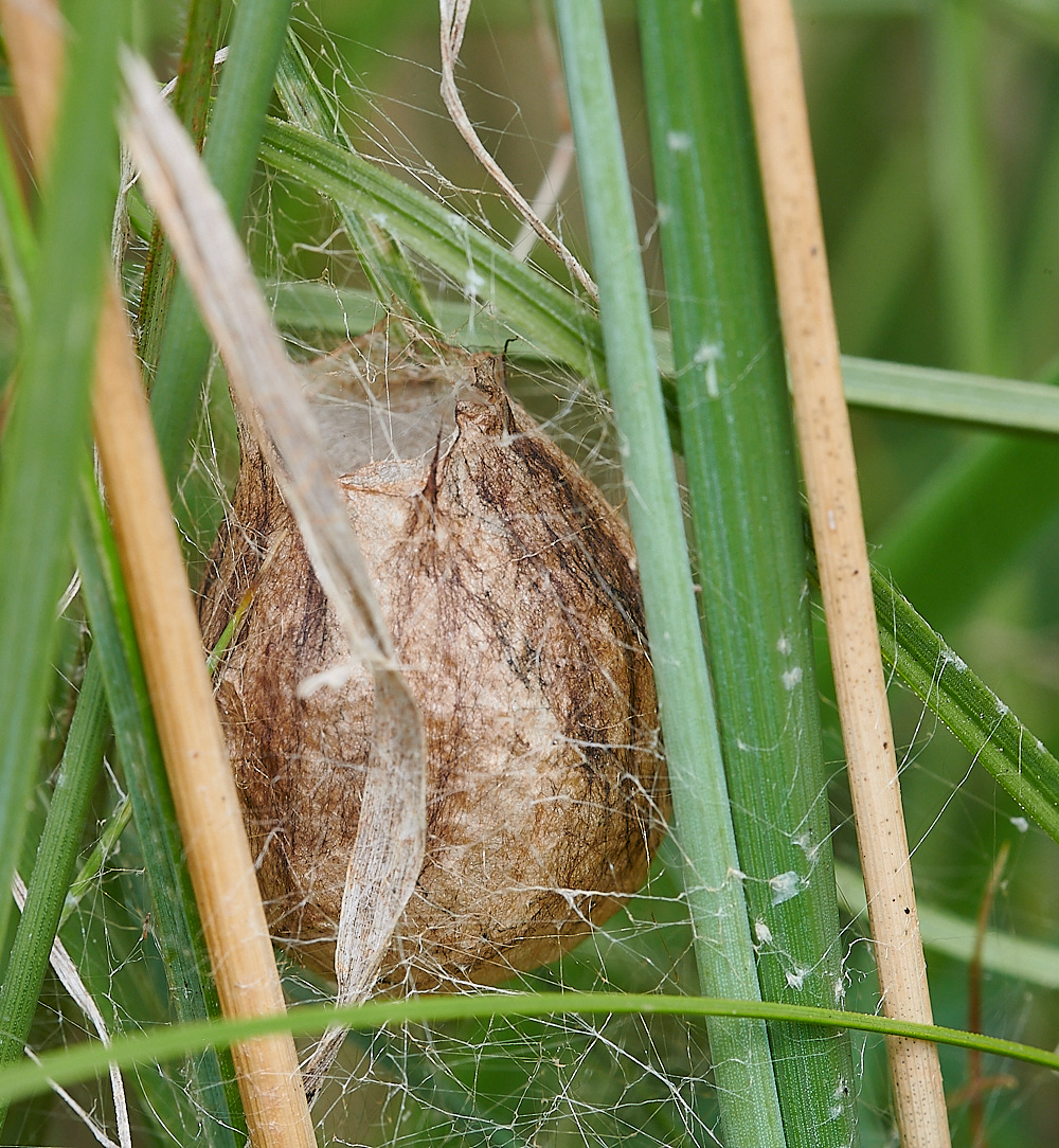 GramboroughHillWaspSpider250821-1 1