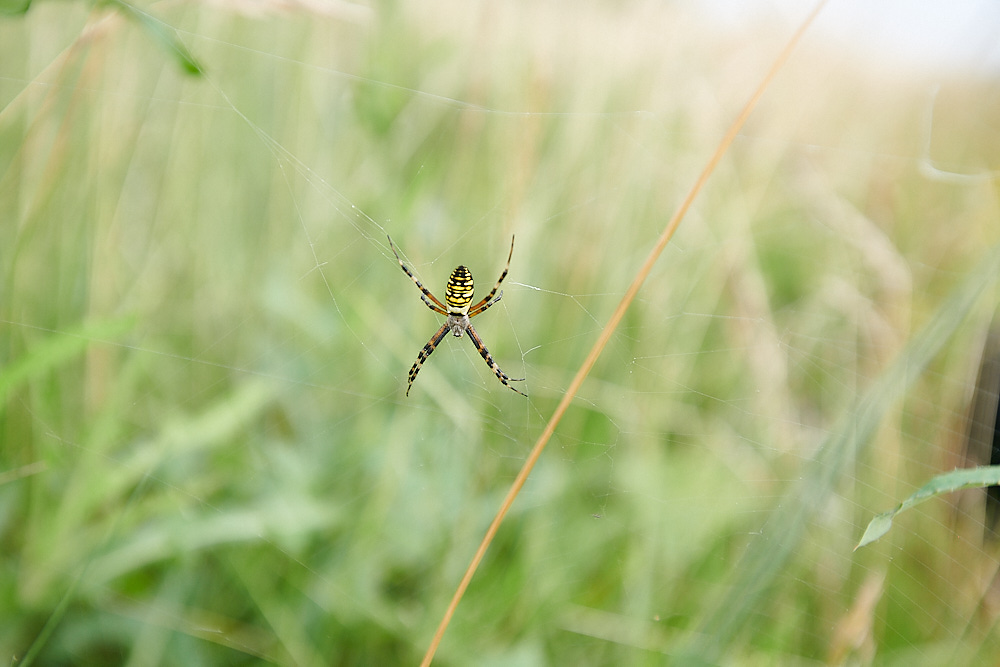 GramboroughHillWaspSpider250821-12