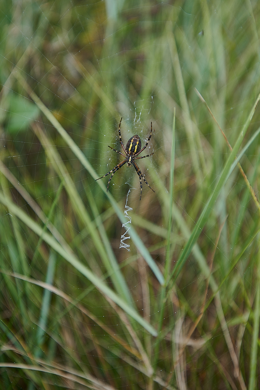 GramboroughHillWaspSpider250821-3