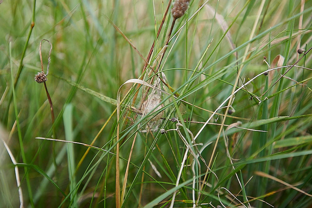 GramboroughHillWaspSpider250821-4