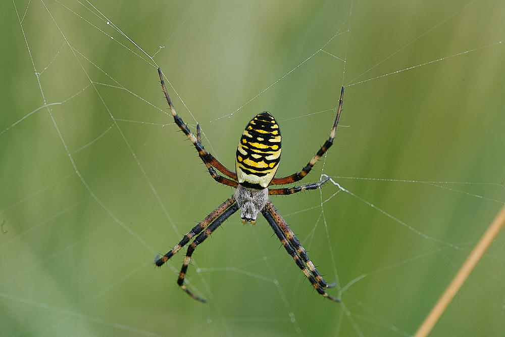 GramboroughHillWaspSpider250821-7