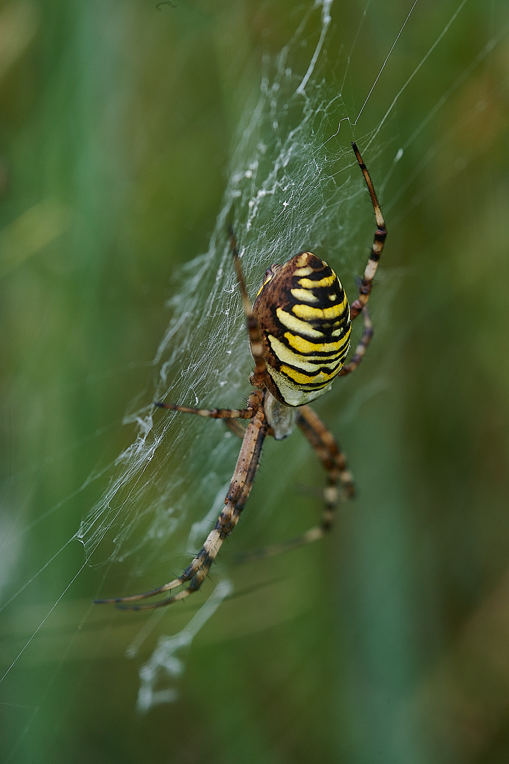 GramboroughHillWaspSpider250821-8