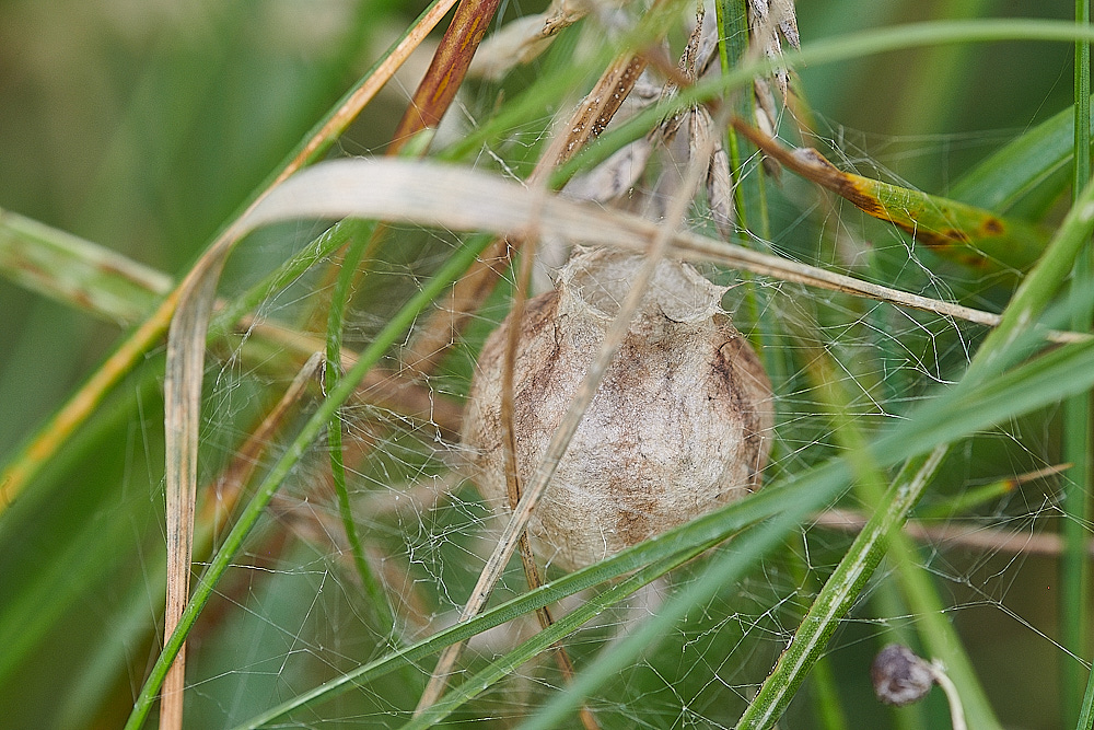 GramboroughHillWaspSpider250821-9