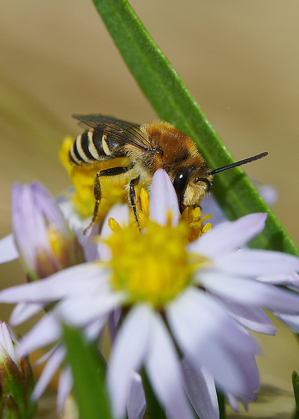 GranboroughHillSeaAsterBee240821-1