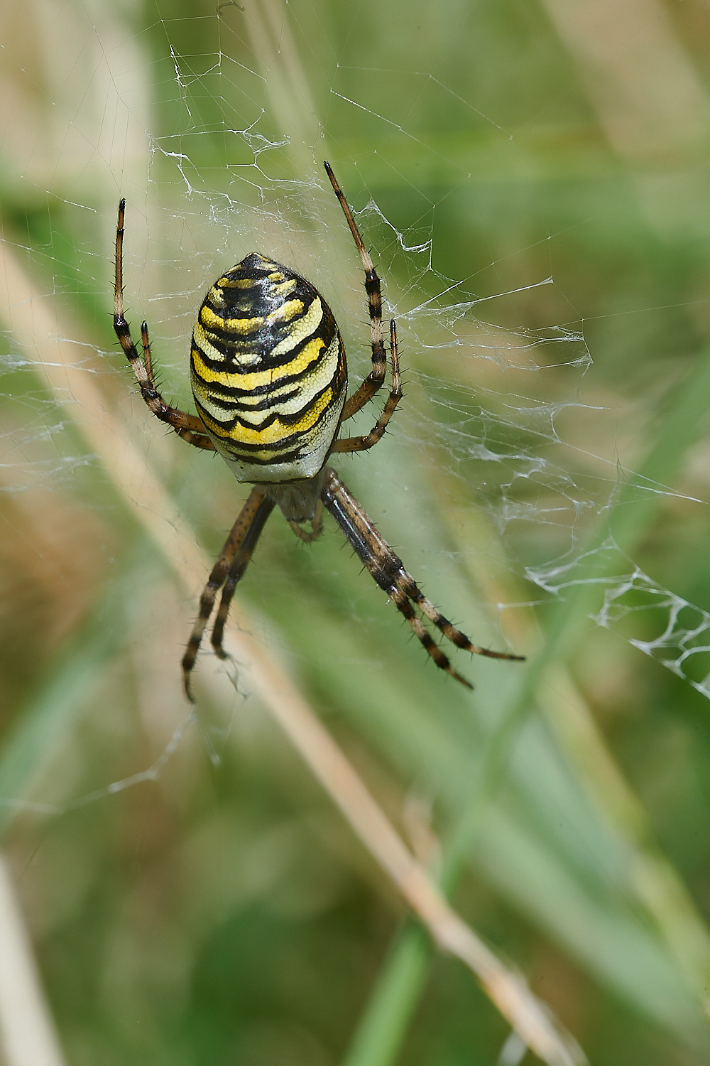 GranboroughHillWaspSpider240821-1