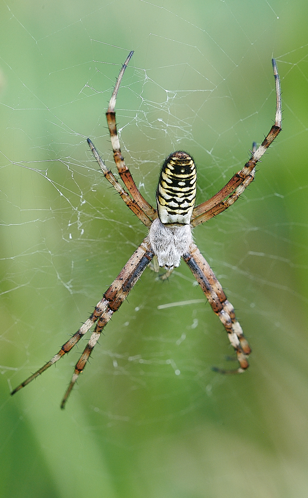 GranboroughHillWaspSpider240821-10