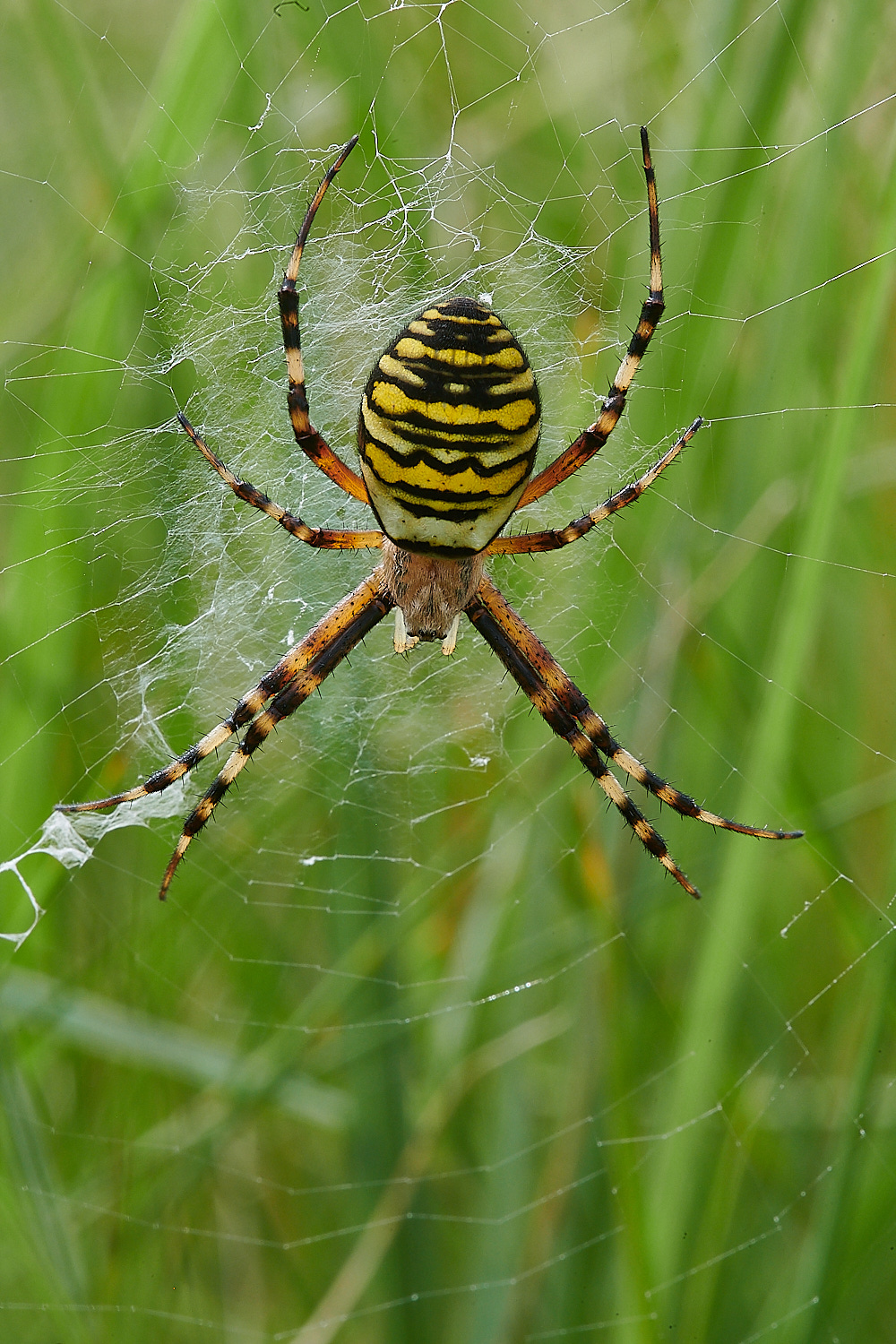 GranboroughHillWaspSpider240821-11