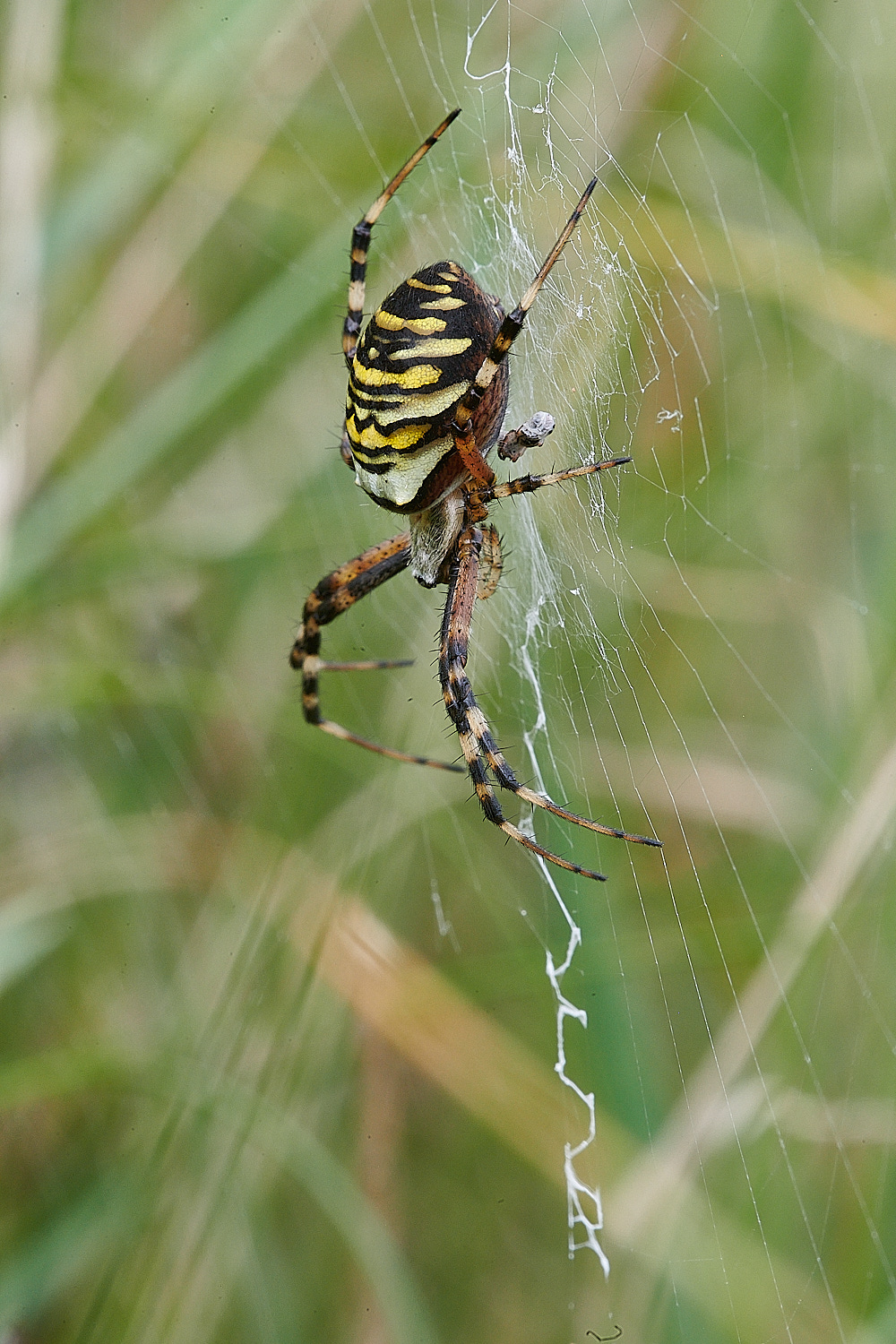 GranboroughHillWaspSpider240821-12