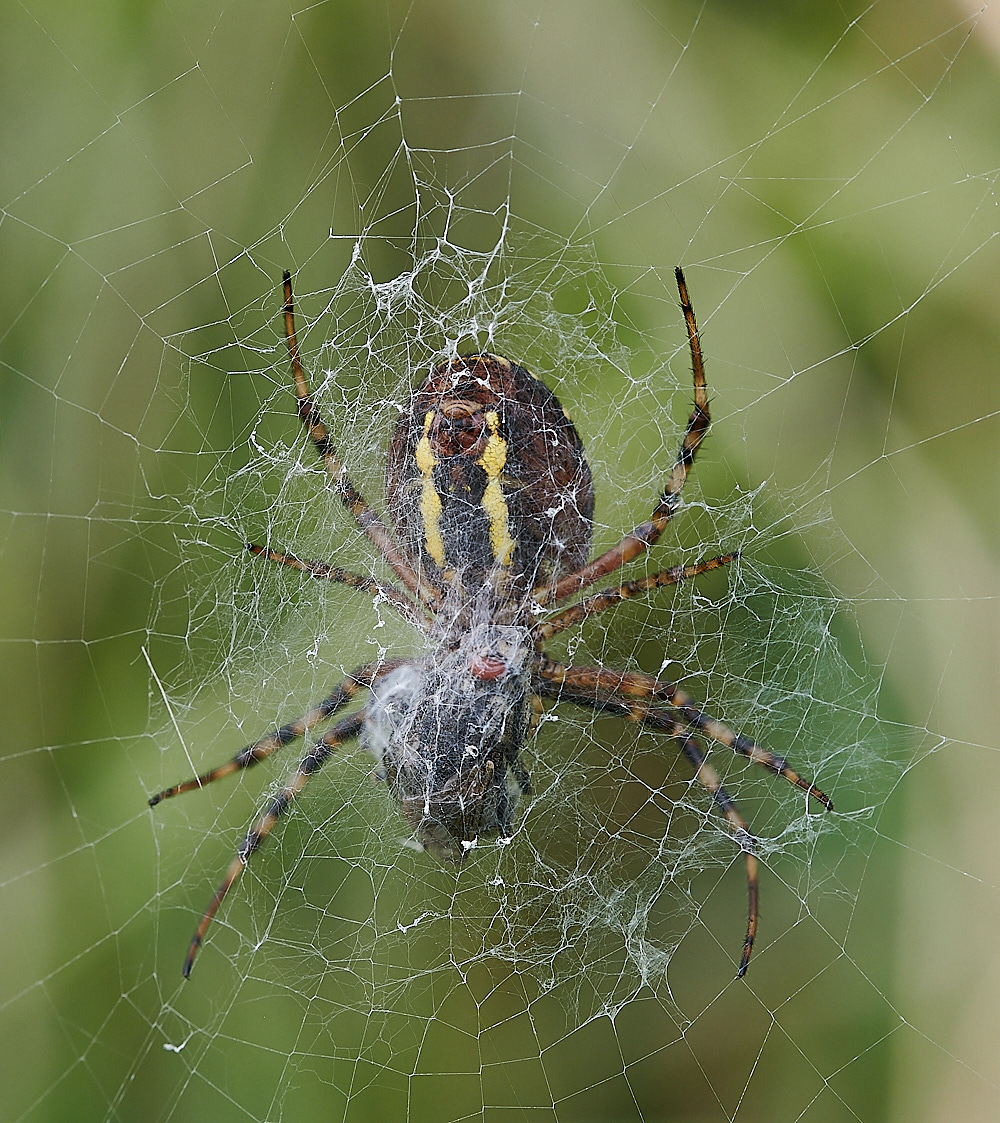 GranboroughHillWaspSpider240821-13