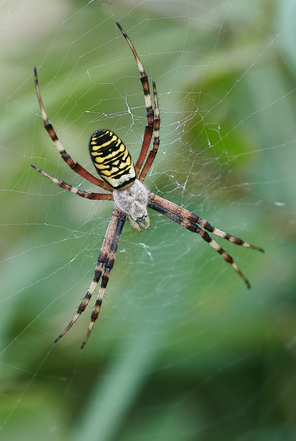 GranboroughHillWaspSpider240821-14