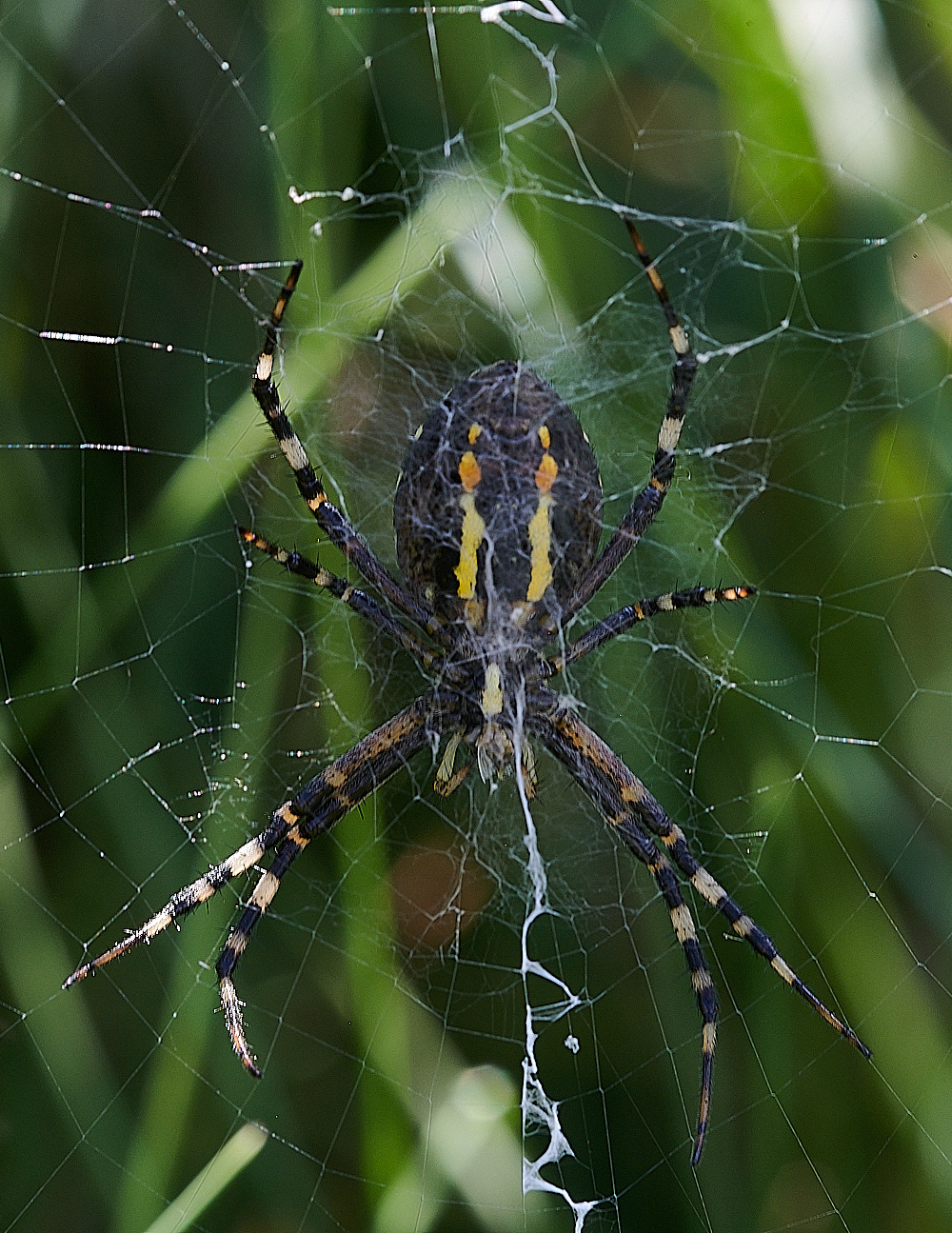 GranboroughHillWaspSpider240821-3