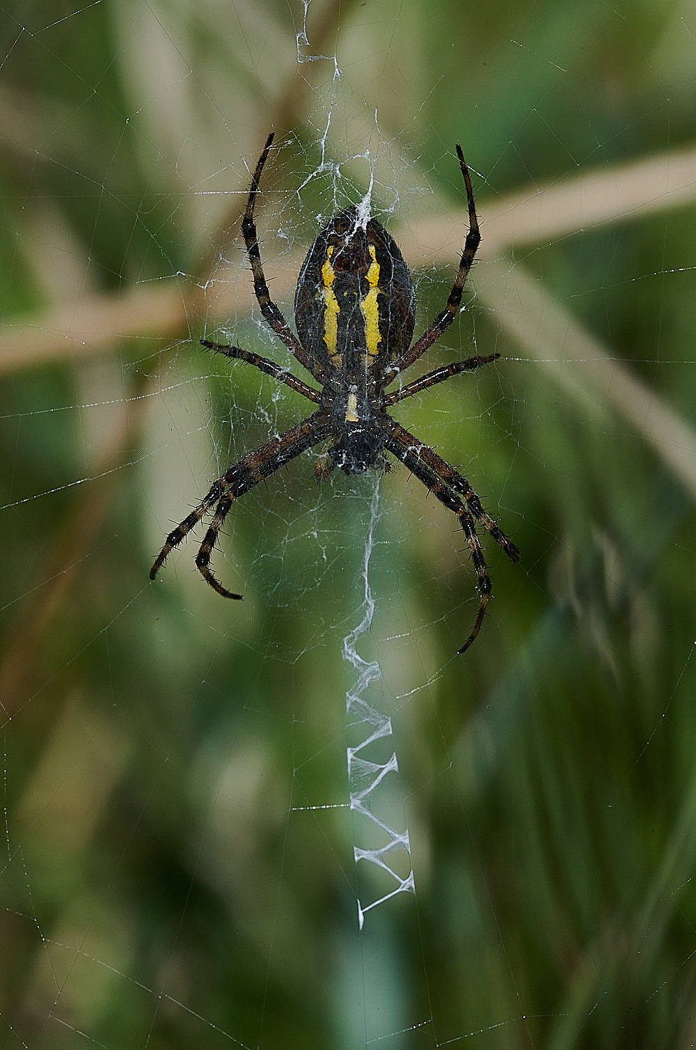 GranboroughHillWaspSpider240821-4