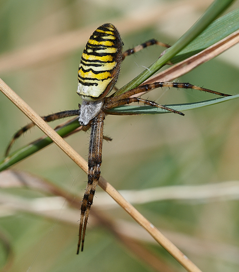 GranboroughHillWaspSpider240821-6