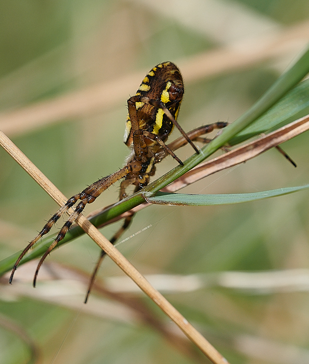 GranboroughHillWaspSpider240821-7