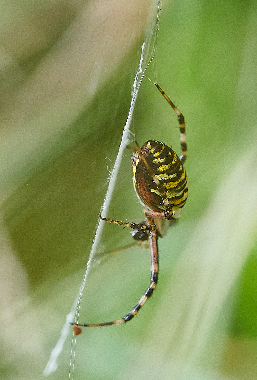 GranboroughHillWaspSpider240821-8 1