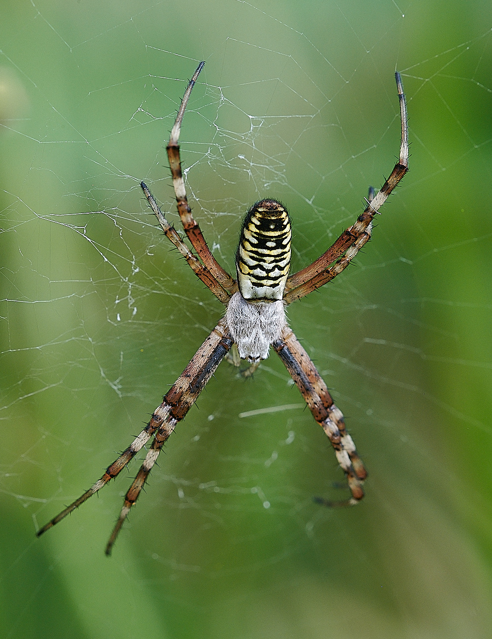 GranboroughHillWaspSpider240821-9