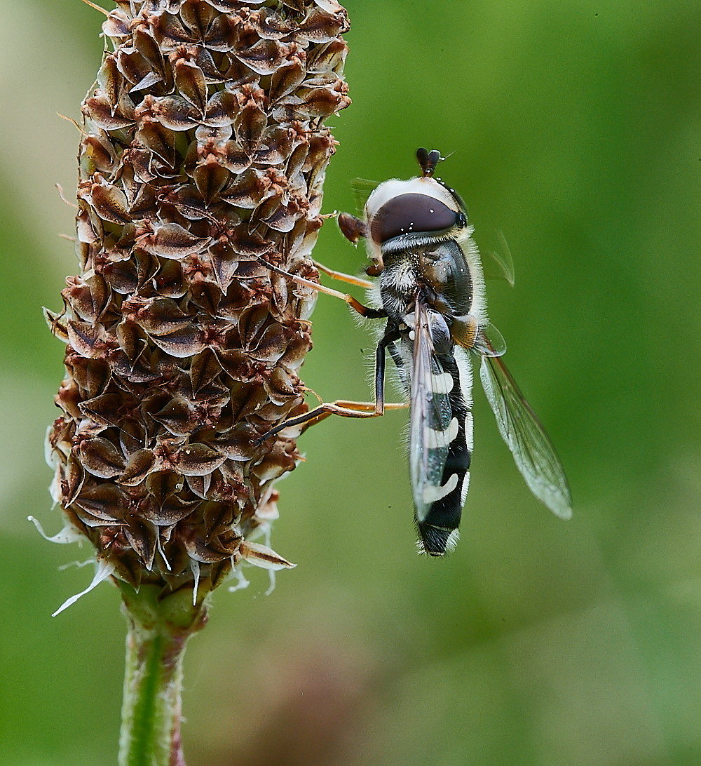 HanworthHover290621-1