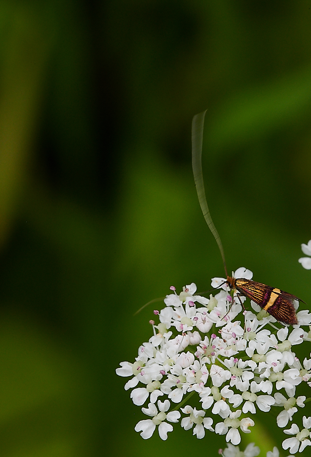 HanworthMoth290621-1