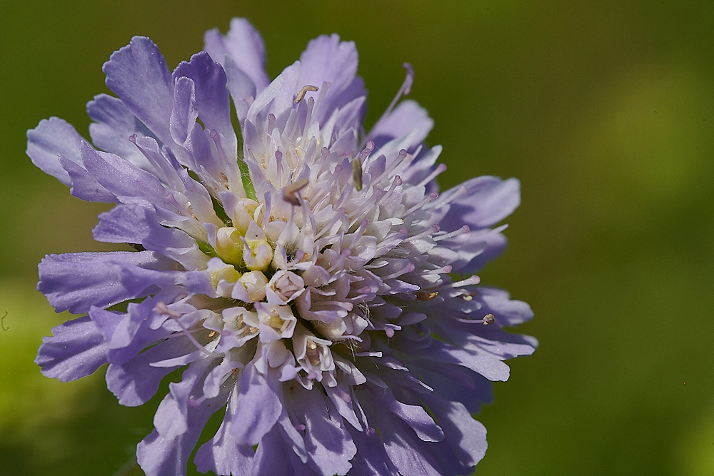 HanworthScabious180721-1