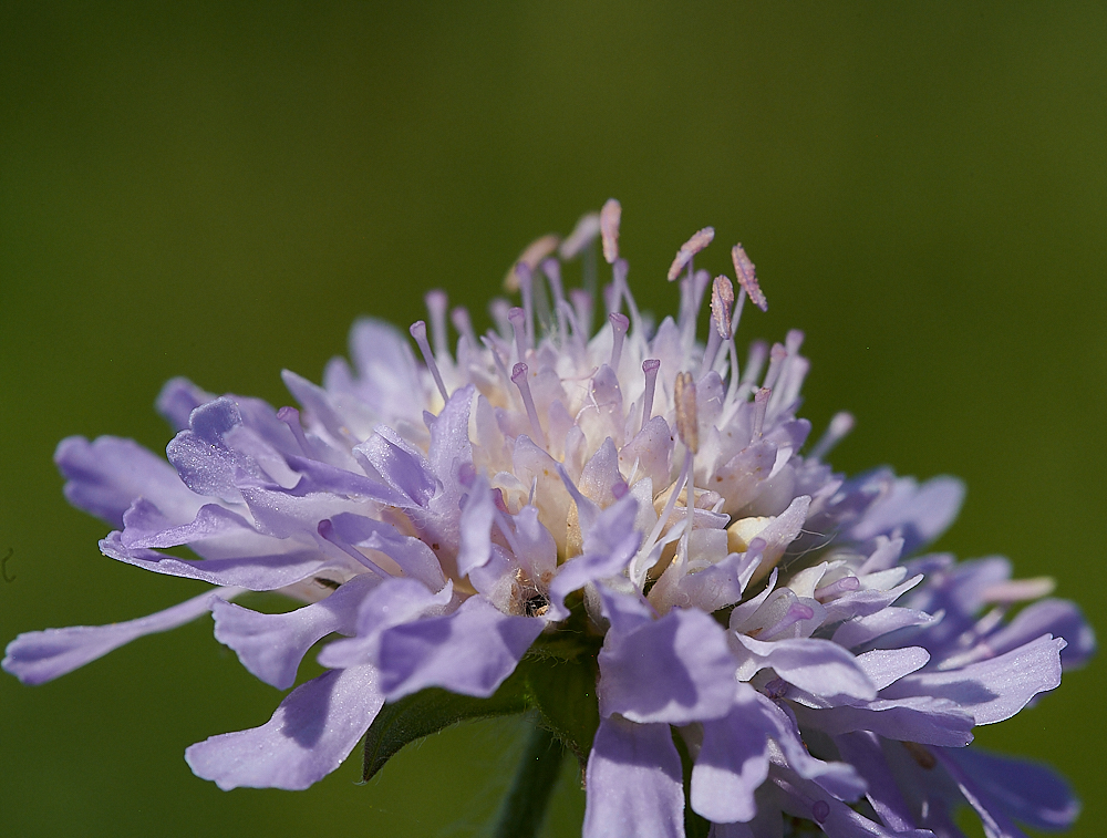 HanworthScabious180721-2