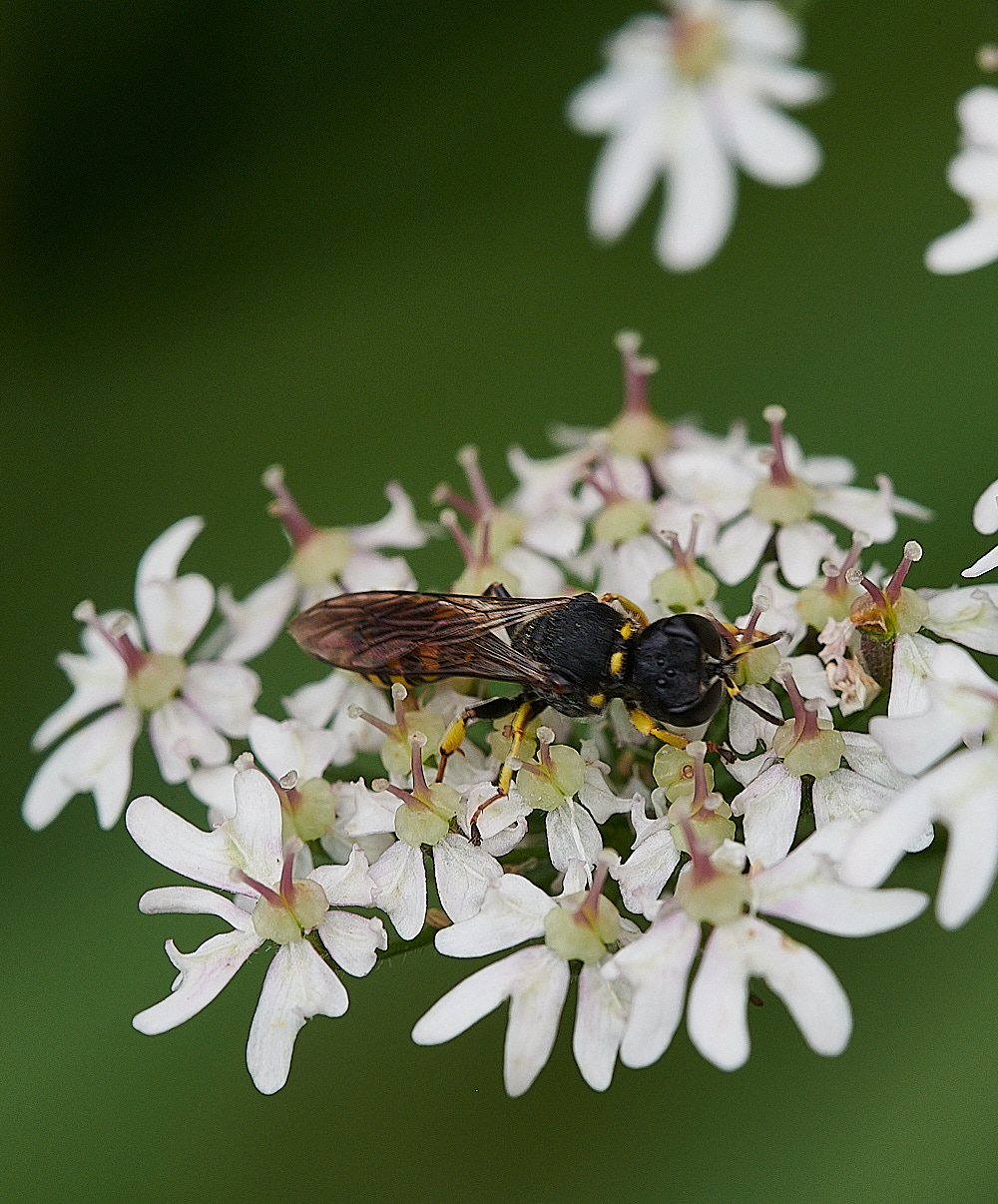 HanworthWasp200821-1