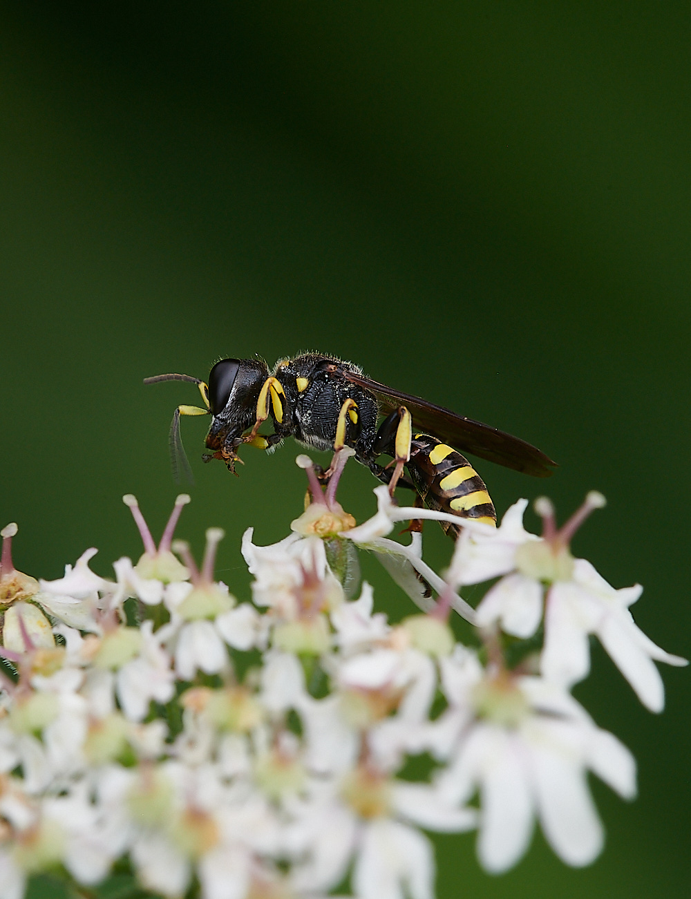 HanworthWasp200821-10