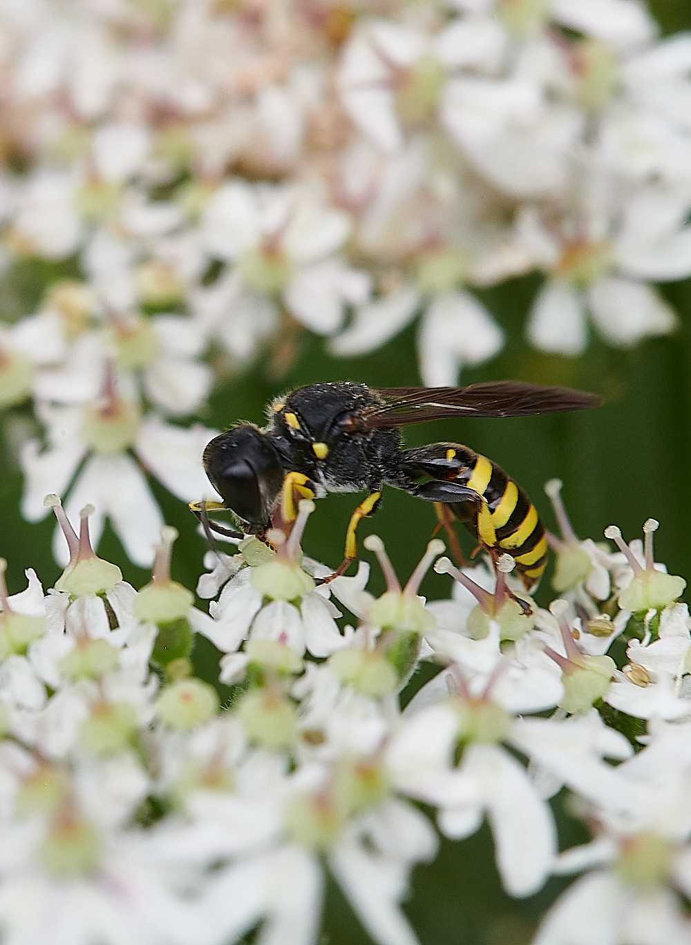 HanworthWasp200821-2