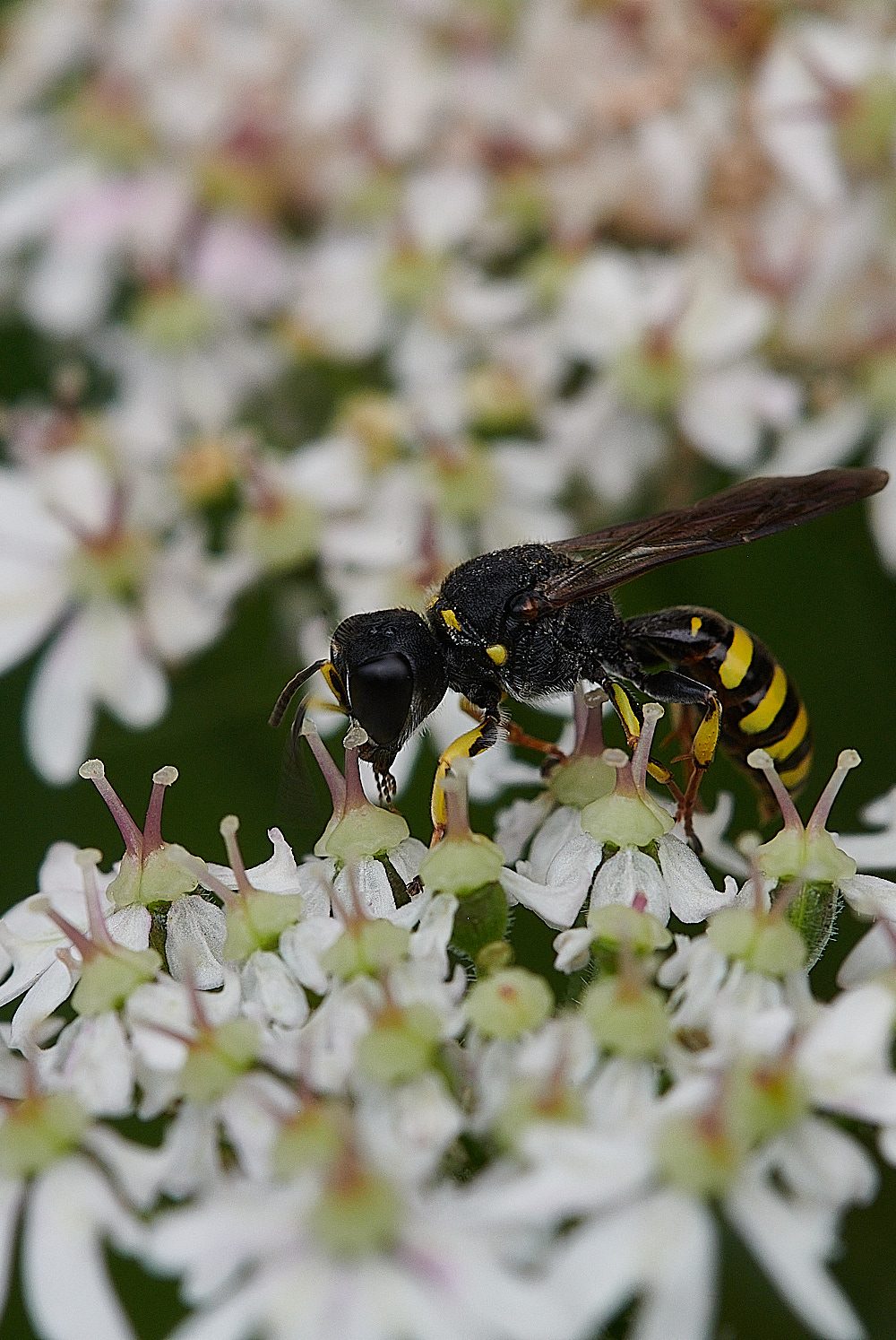 HanworthWasp200821-3