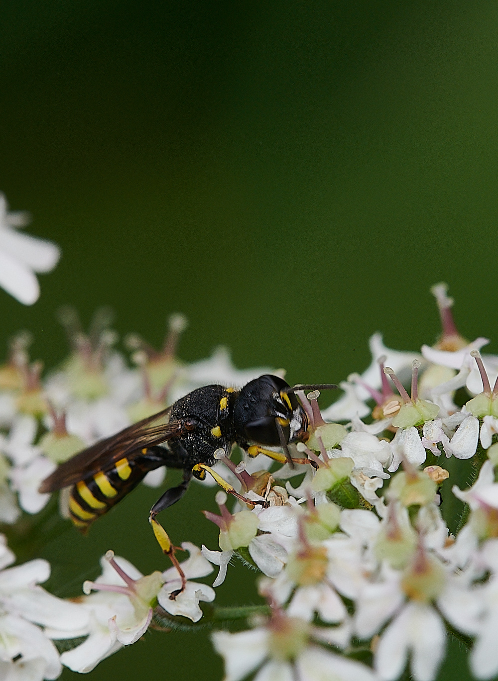 HanworthWasp200821-4