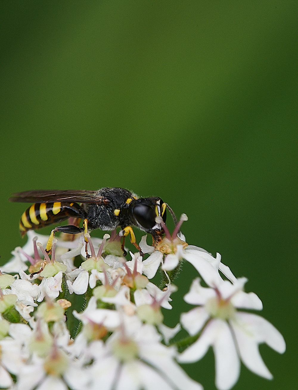 HanworthWasp200821-5