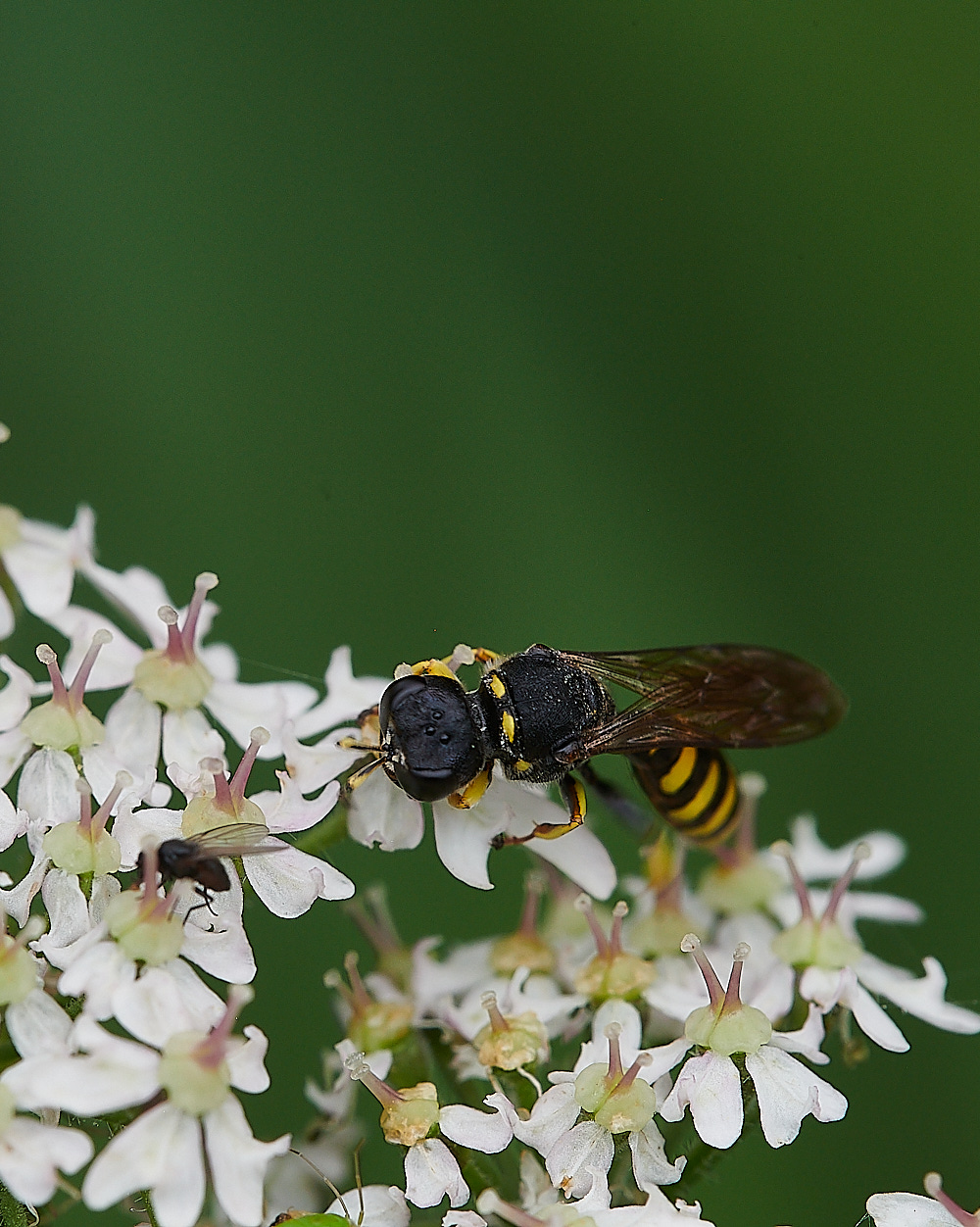 HanworthWasp200821-6