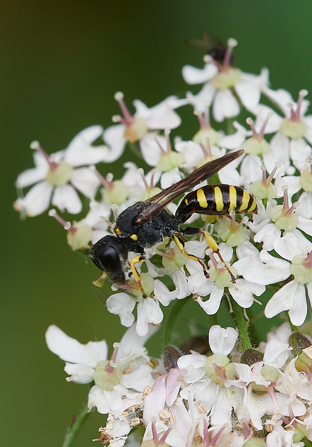 HanworthWasp200821-7