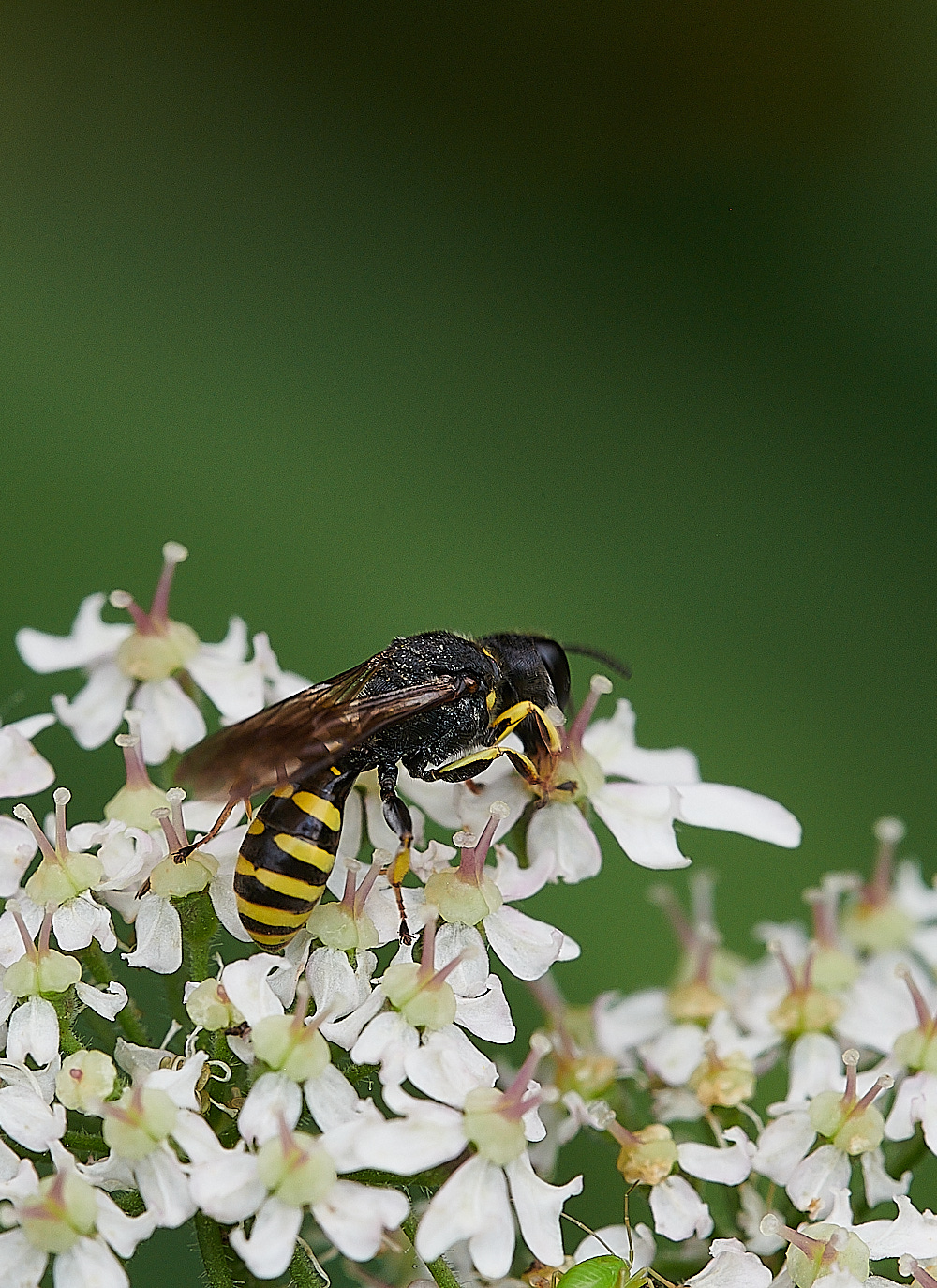 HanworthWasp200821-8