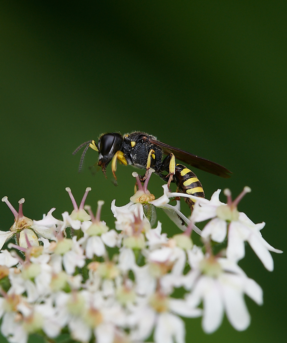 HanworthWasp200821-9