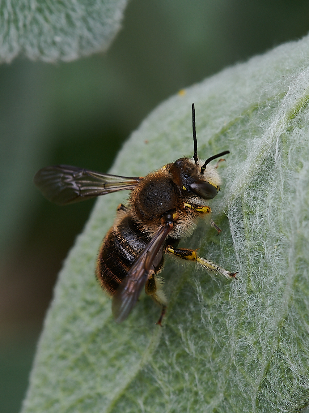 HanworthWoolCarderBee130721-10